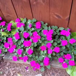 Location: My backyard.
Date: 2014-09-19
2 plants spread fast.