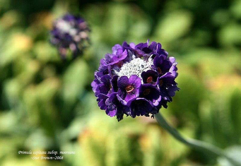 Photo of Asiatic Primrose (Primula capitata) uploaded by Calif_Sue