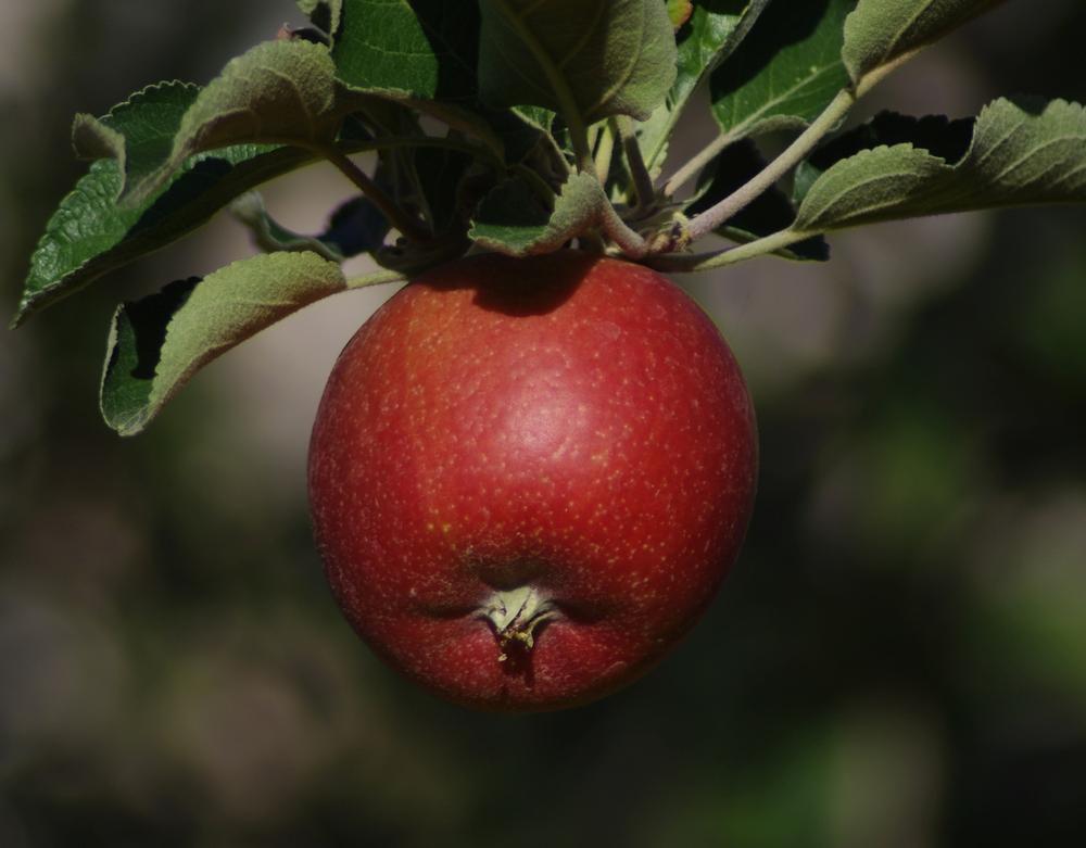 Photo of Apple (Malus domestica 'Braeburn') uploaded by dirtdorphins