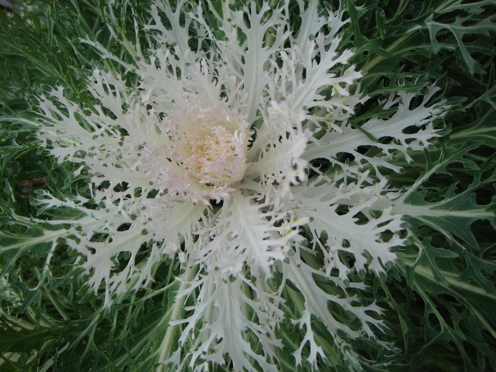 Brassicas Plant Care and Collection of Varieties