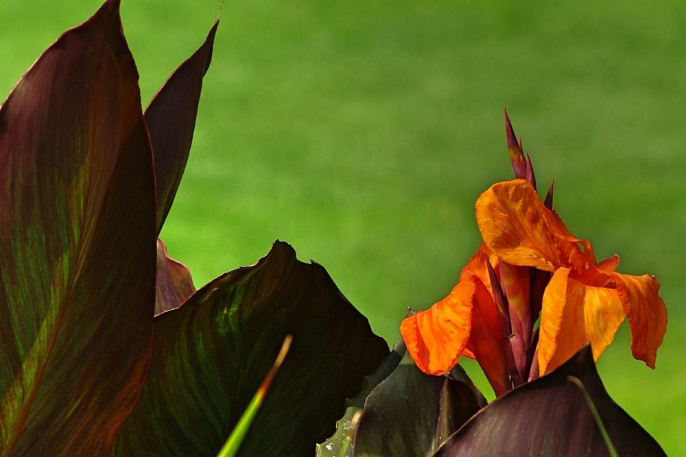 Photo of Cannas (Canna) uploaded by dirtdorphins