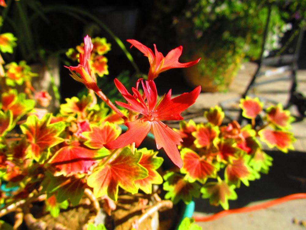 Photo of Pelargoniums (Pelargonium) uploaded by jmorth