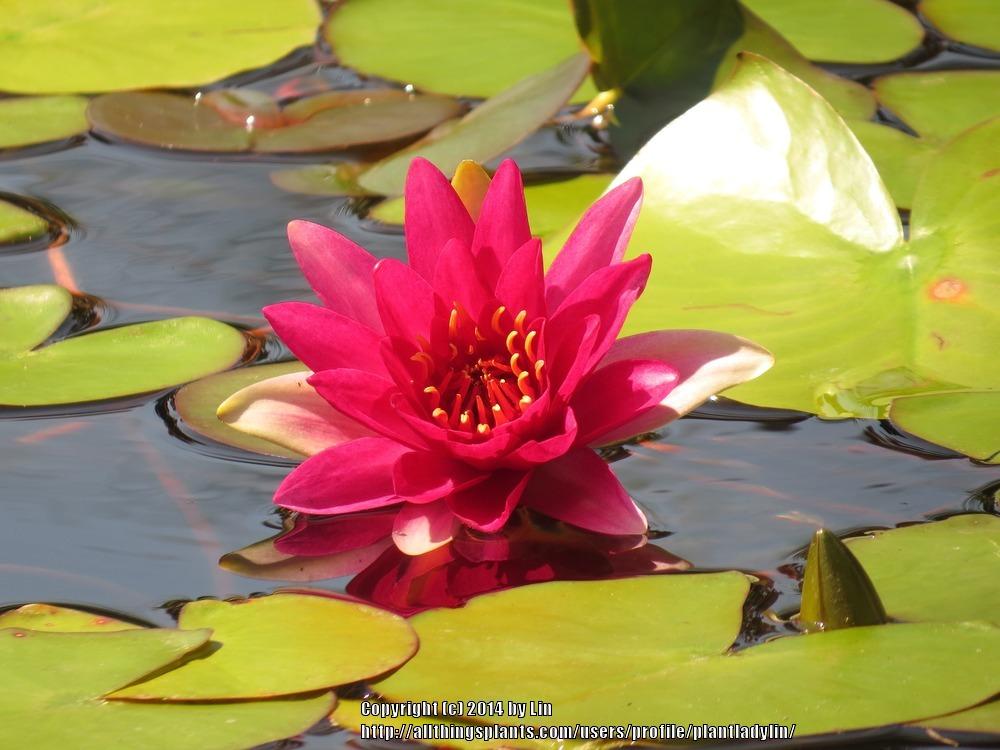 Photo of Nymphaeas (Nymphaea) uploaded by plantladylin