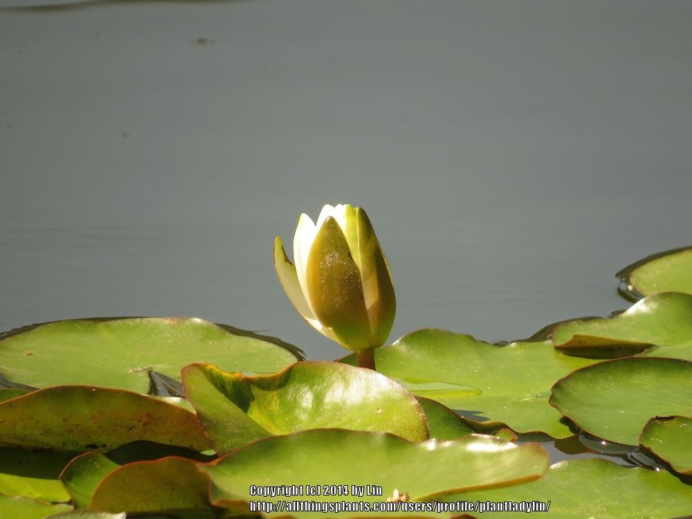 Photo of Nymphaeas (Nymphaea) uploaded by plantladylin