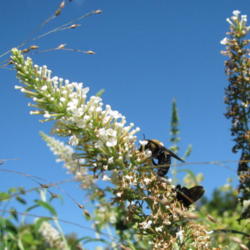 Location: BF House - Chesterfield, Mo. (MOBOT)
Date: 2009-09-28
w/ bee
