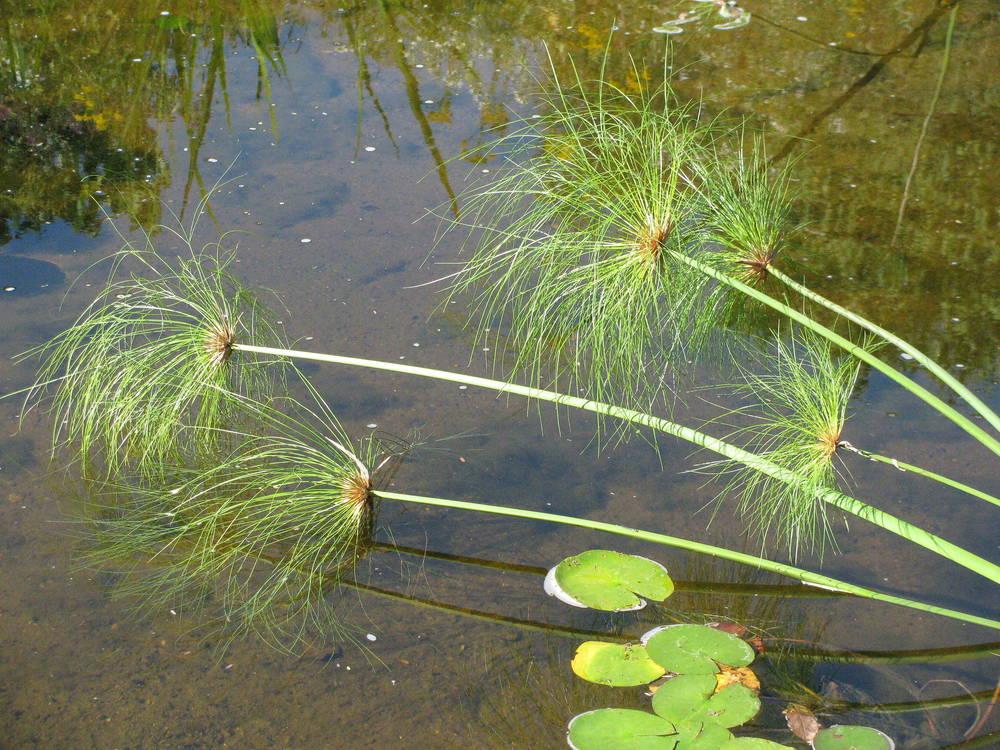 Photo of Papyrus (Cyperus papyrus) uploaded by jmorth