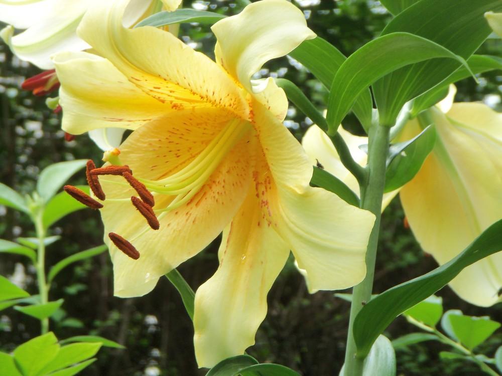 Photo of Lilies (Lilium) uploaded by obliqua