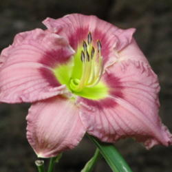 Location: alabama, my flower garden
Date: 2013-06-26
Prince Michael