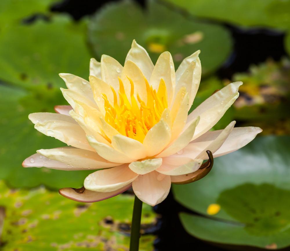 Photo of Water Lily (Nymphaea alba) uploaded by admin
