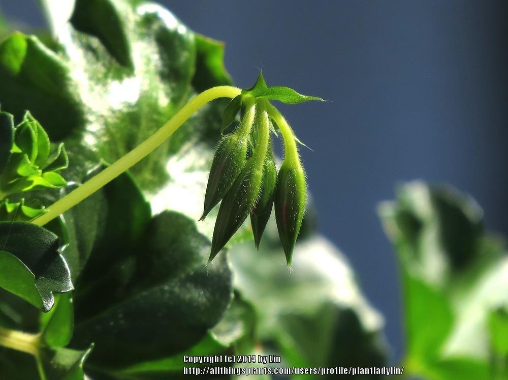 Photo of Ivy Geranium (Pelargonium peltatum) uploaded by plantladylin