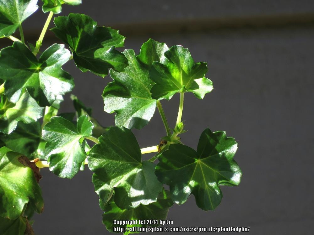 Photo of Ivy Geranium (Pelargonium peltatum) uploaded by plantladylin