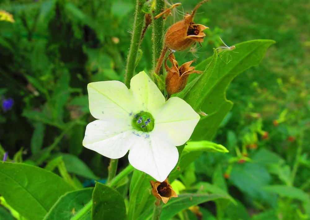 Photo of Flowering Tobacco (Nicotiana alata) uploaded by jmorth