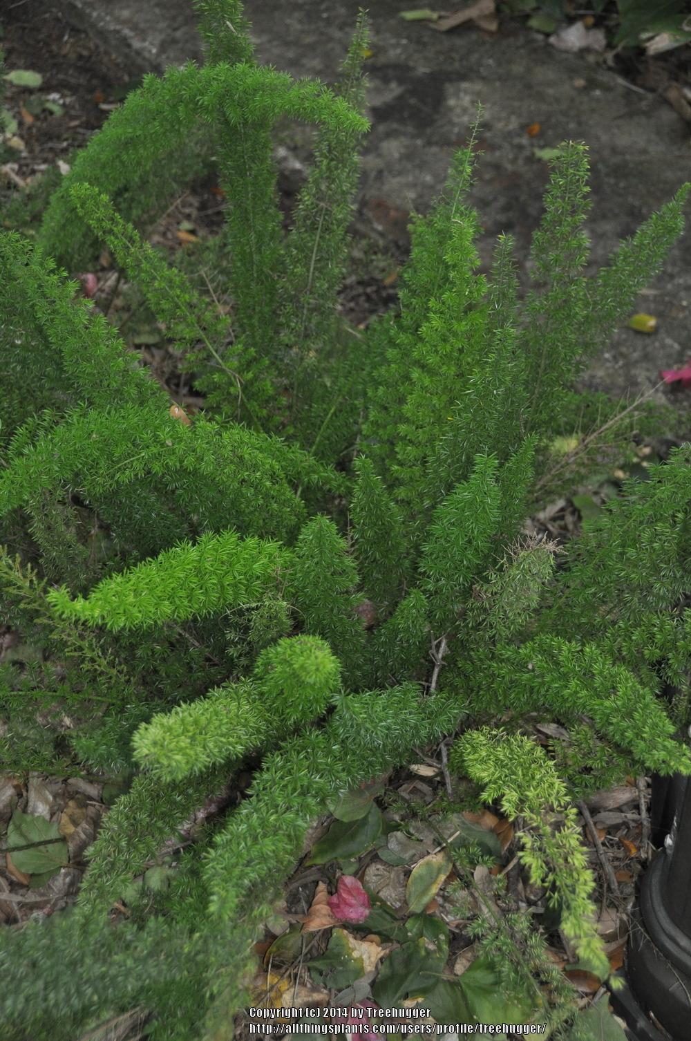 Photo of Foxtail Fern (Asparagus densiflorus 'Myers') uploaded by treehugger