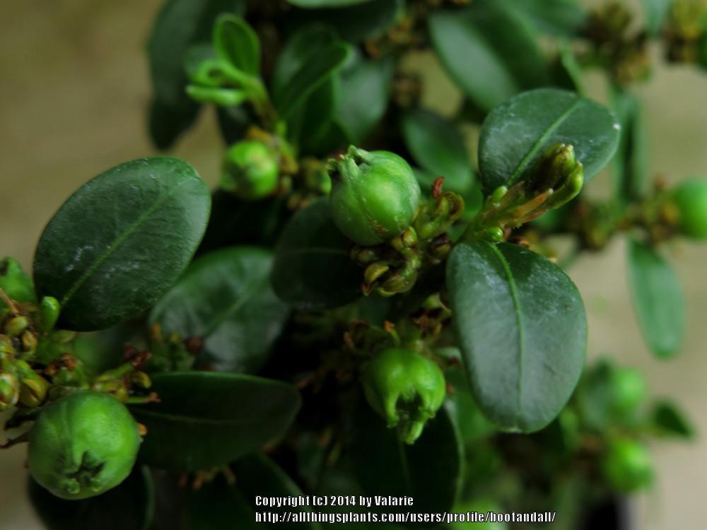 Photo of Common Boxwood (Buxus sempervirens) uploaded by bootandall