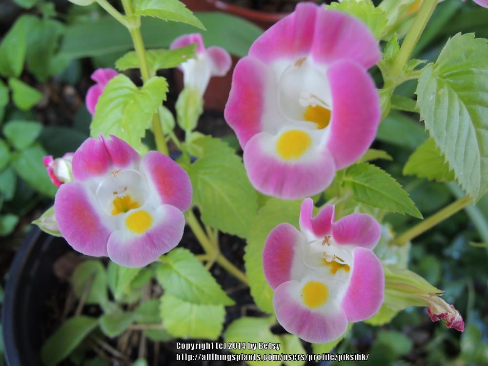 Photo of Wishbone Flower (Torenia fournieri) uploaded by piksihk