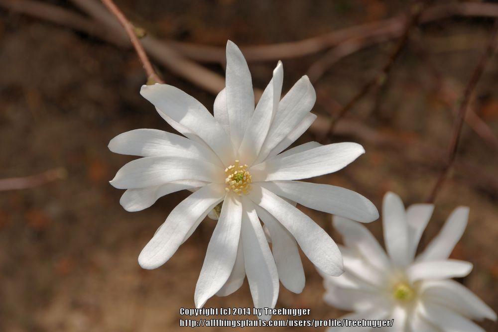 Photo of Star Magnolia (Magnolia stellata) uploaded by treehugger