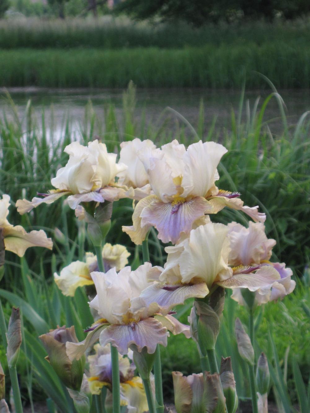 Photo of Tall Bearded Iris (Iris 'Thornbird') uploaded by barashka