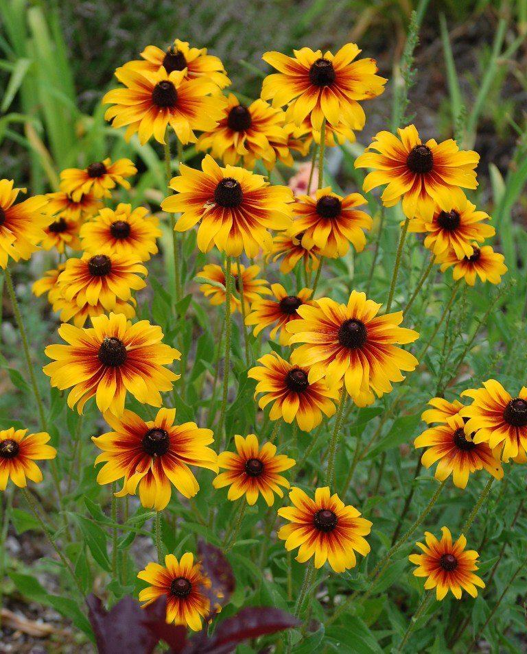 Photo of Black Eyed Susans (Rudbeckia) uploaded by pixie62560