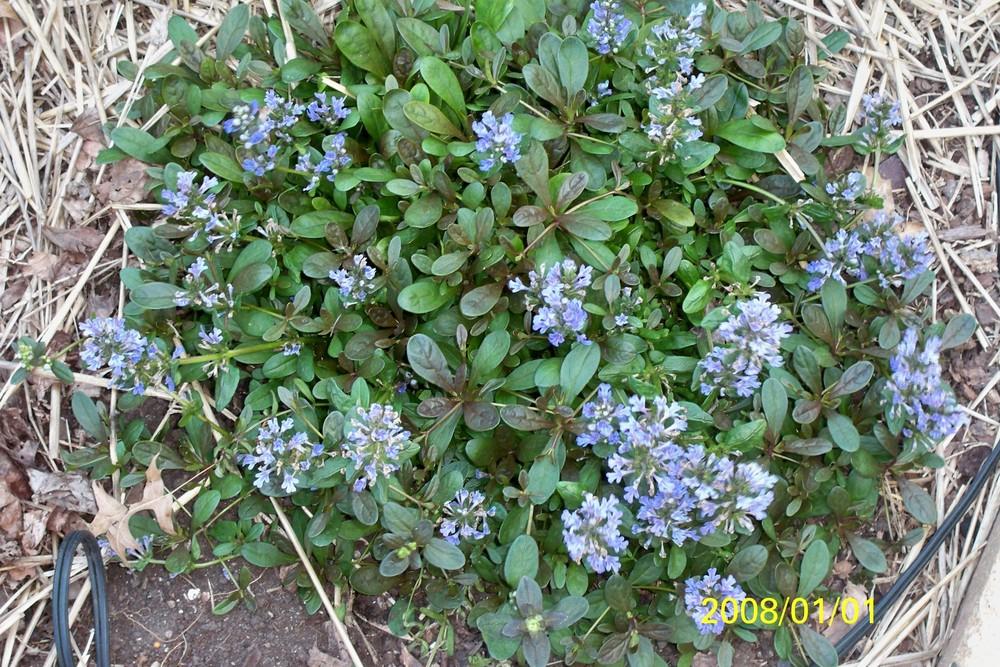 Photo of Bugleweed (Ajuga reptans Chocolate Chip) uploaded by Pattyw5