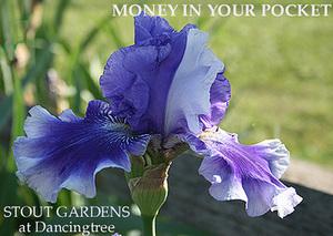 Photo of Tall Bearded Iris (Iris 'Money in Your Pocket') uploaded by Calif_Sue
