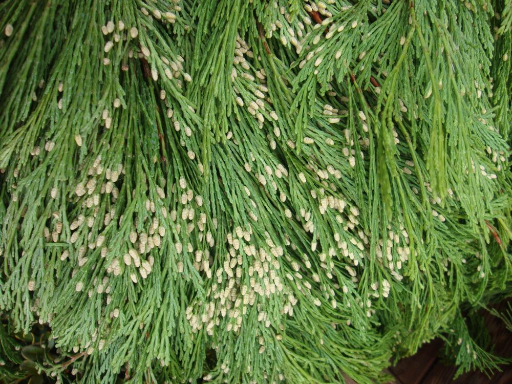Photo of Incense Cedar (Calocedrus decurrens) uploaded by Paul2032