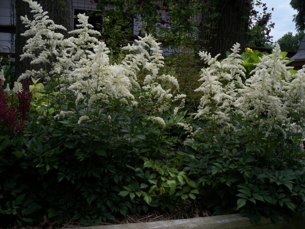 Photo of Astilbes (Astilbe) uploaded by Pattyw5