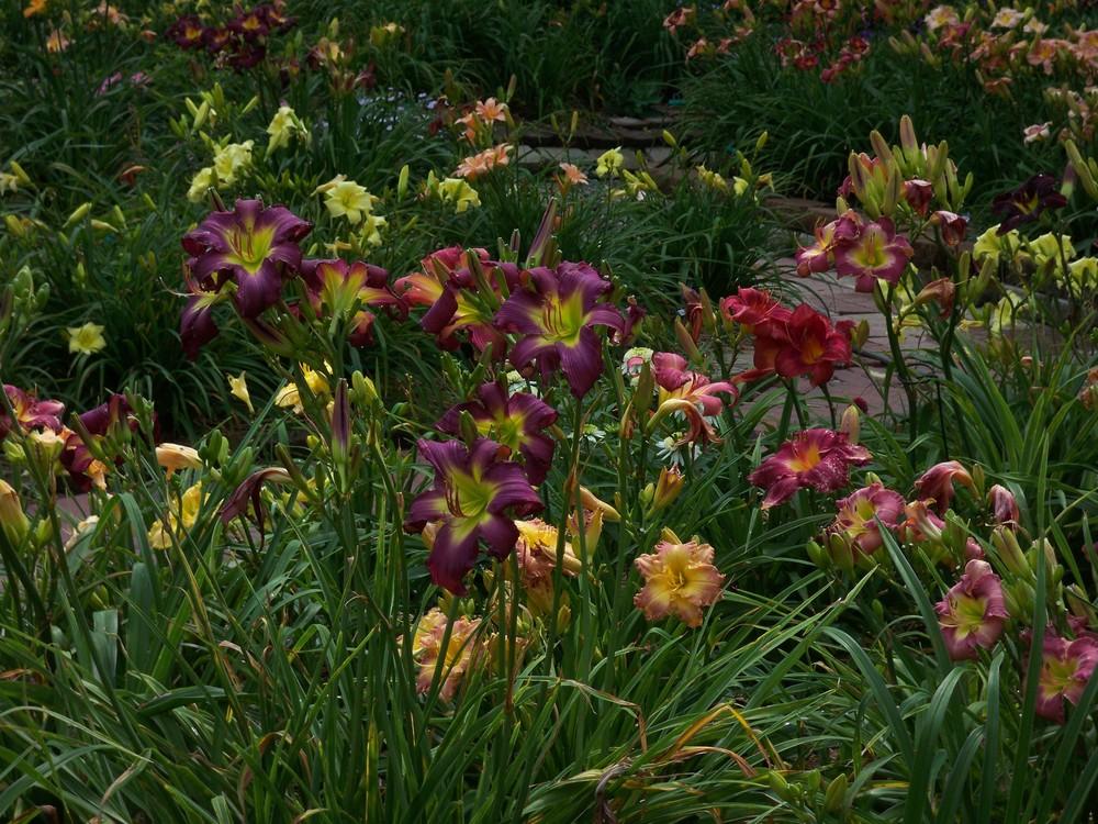 Photo of Daylilies (Hemerocallis) uploaded by Pattyw5