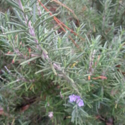 Location: Gulf-coast Texas
Date: 2014-12-07
Rosemary Blooming in Texas