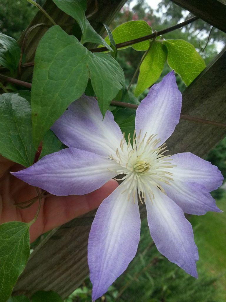 Photo of Clematis uploaded by value4dollars