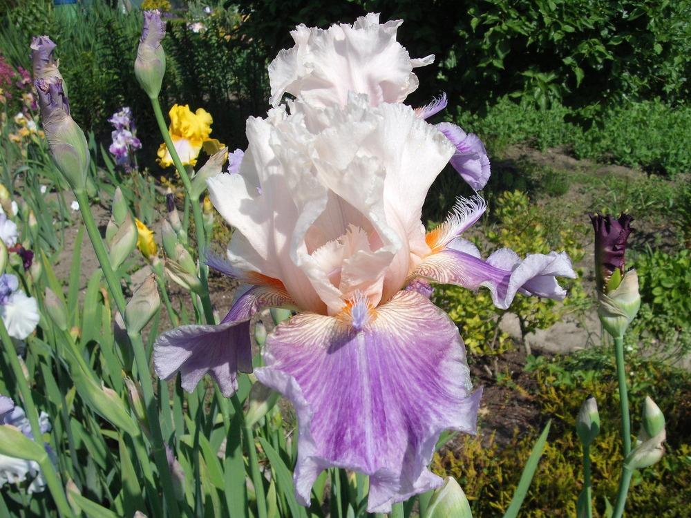 Photo of Tall Bearded Iris (Iris 'Firebeard') uploaded by pasla3