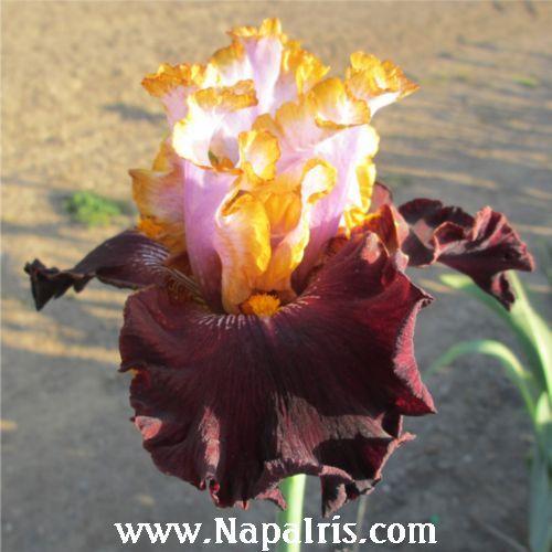 Photo of Tall Bearded Iris (Iris 'Plot Line') uploaded by Calif_Sue