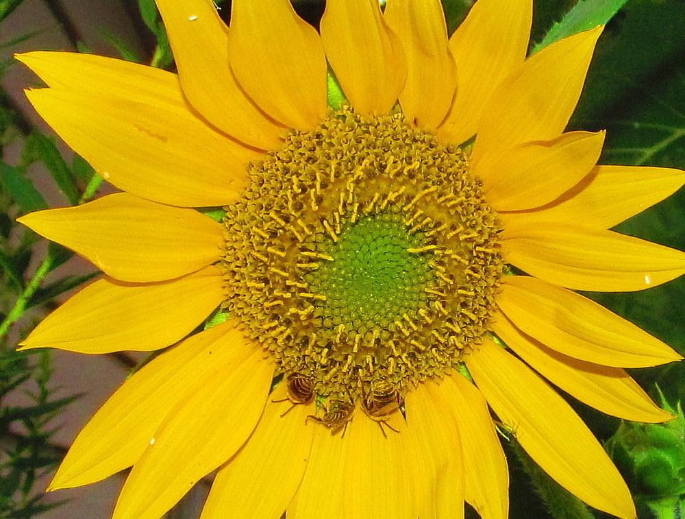 Photo of Sunflowers (Helianthus annuus) uploaded by jmorth