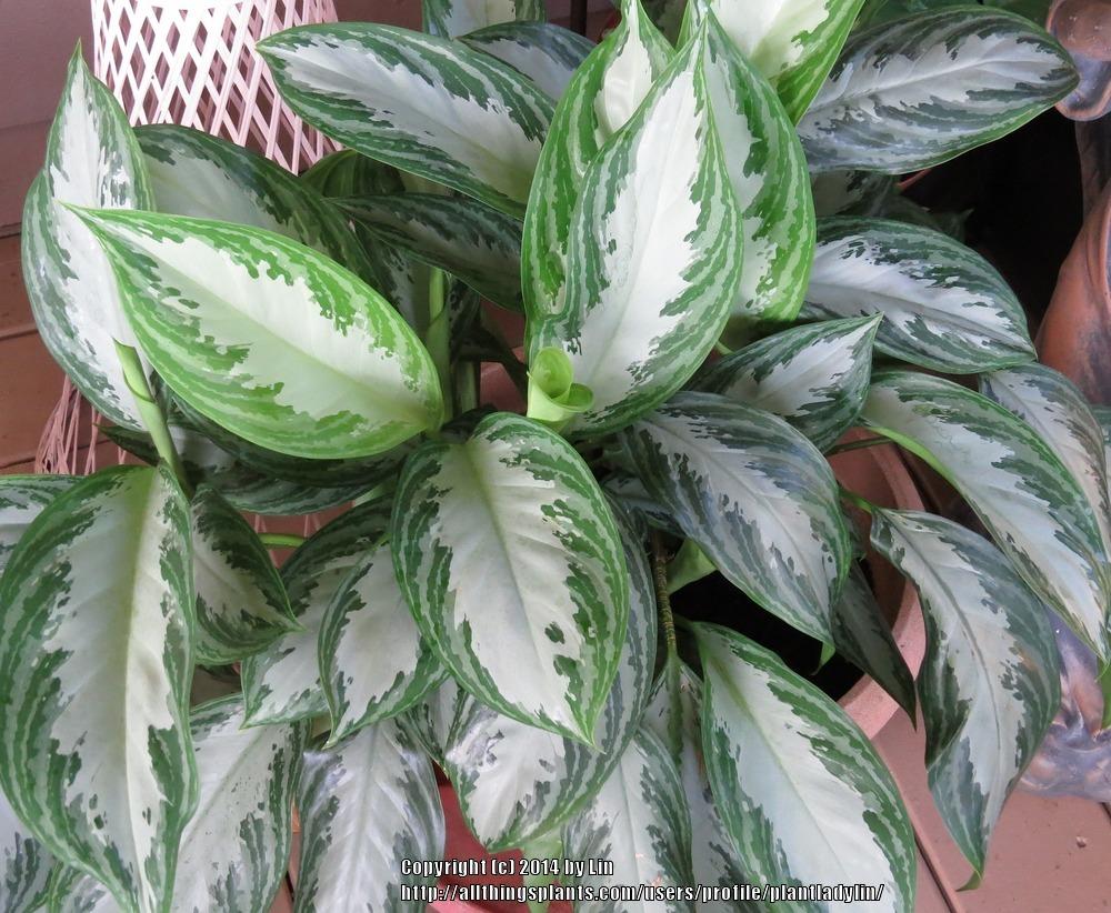 Photo of Chinese Evergreen (Aglaonema 'Silver Bay') uploaded by plantladylin