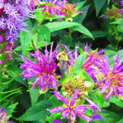 Location: Quad Cities Botanical Garden, Rock Island, Il.
Date: 2012-07-02