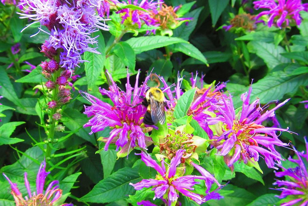Photo of Bee Balms (Monarda) uploaded by jmorth
