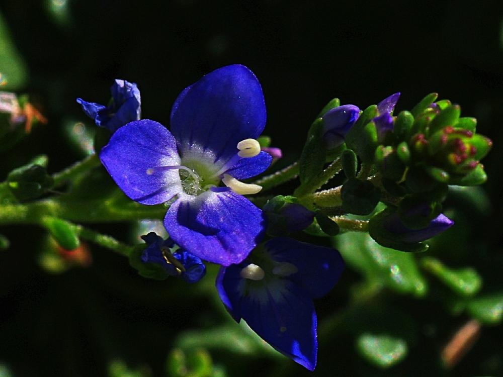 Veronicas Plant Care and Collection of Varieties