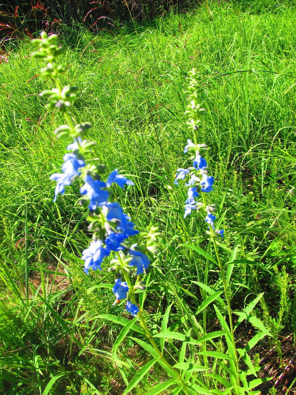 Photo of Blue Sage (Salvia azurea) uploaded by jmorth