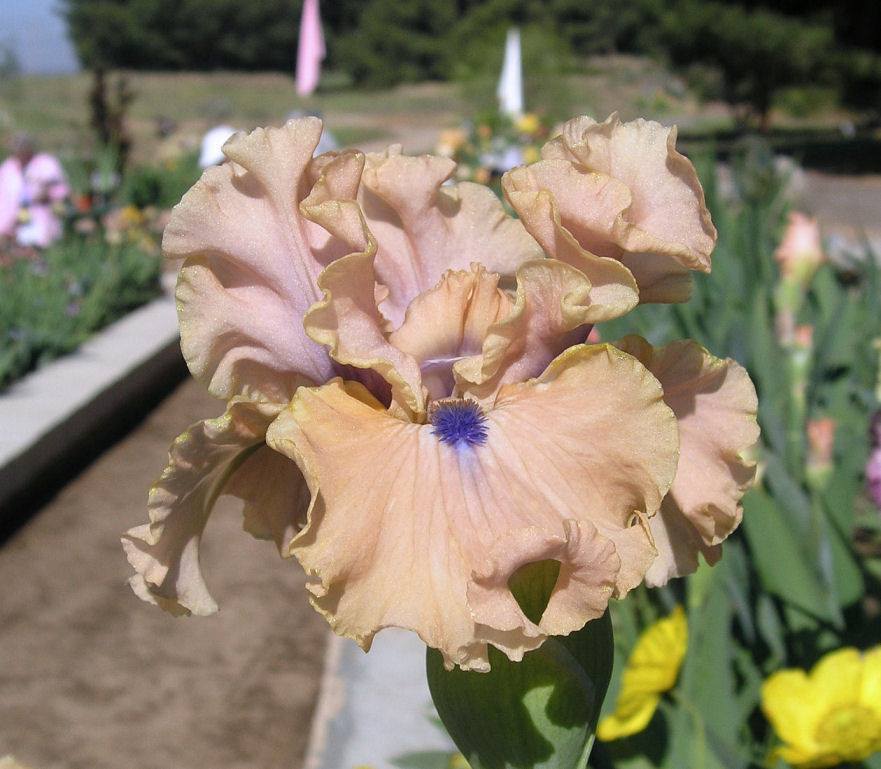 Photo of Intermediate Bearded Iris (Iris 'Bahama Blues') uploaded by Misawa77