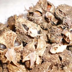 Location: Tenterfield NSW Australia
Date: 2013-06-13
Canna Seeds .. Close-up.