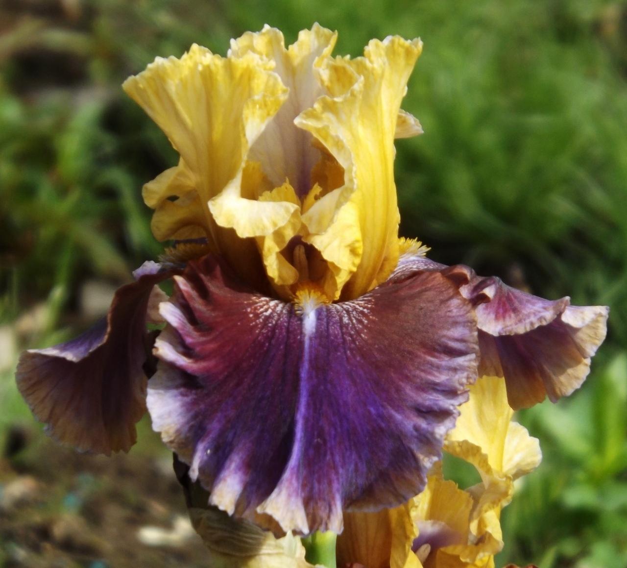 Photo of Tall Bearded Iris (Iris 'Final Episode') uploaded by Calif_Sue
