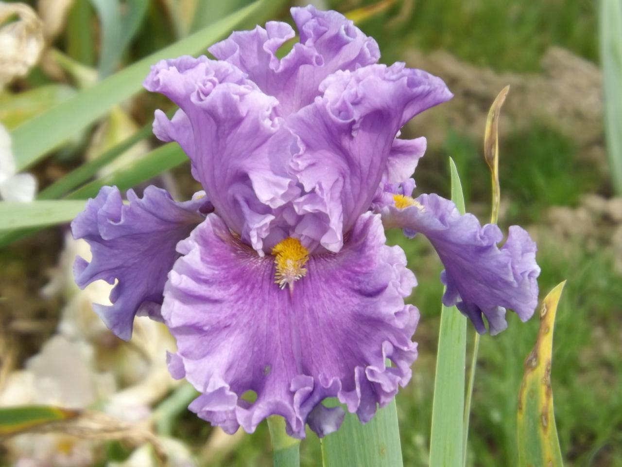 Photo of Tall Bearded Iris (Iris 'Foreign Scandal') uploaded by Calif_Sue
