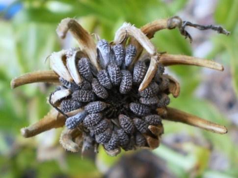 Photo of Pot Marigold (Calendula officinalis) uploaded by FleudeLisCanna