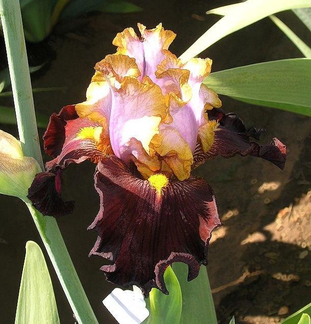 Photo of Tall Bearded Iris (Iris 'Plot Line') uploaded by Misawa77