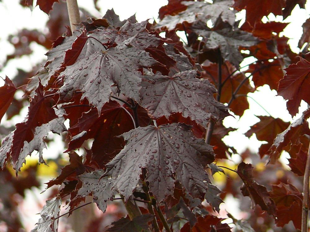 Photo of Norway Maple (Acer platanoides 'Crimson King') uploaded by admin