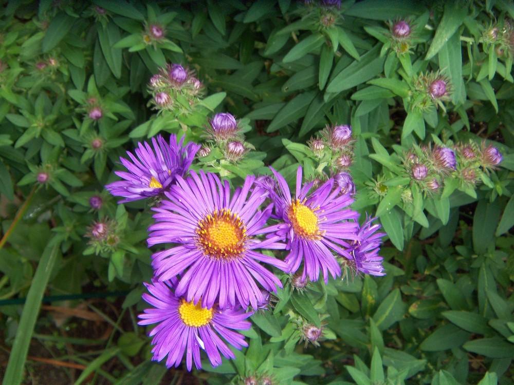 Photo of New England Aster (Symphyotrichum novae-angliae 'Purple Dome') uploaded by obliqua