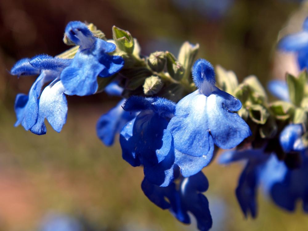 Photo of Blue Sage (Salvia azurea) uploaded by admin