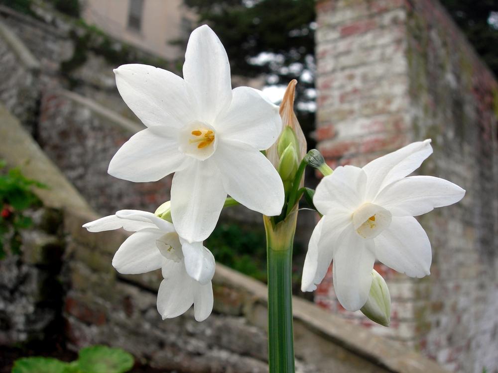 Photo of Paperwhite (Narcissus papyraceus) uploaded by admin