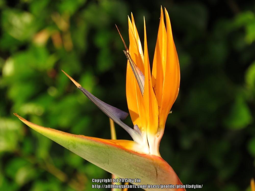 Photo of Bird of Paradise (Strelitzia reginae) uploaded by plantladylin