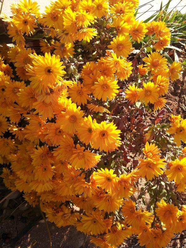 Photo of Chrysanthemum uploaded by dragonfetti