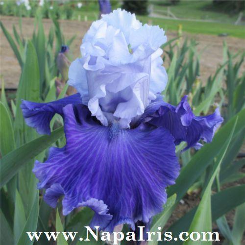 Photo of Tall Bearded Iris (Iris 'Jerico Springs') uploaded by Calif_Sue